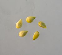 Else Lindstow æblekerner